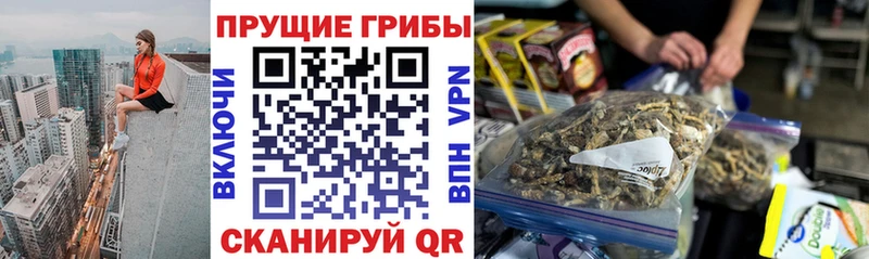 Псилоцибиновые грибы Psilocybe Никольск
